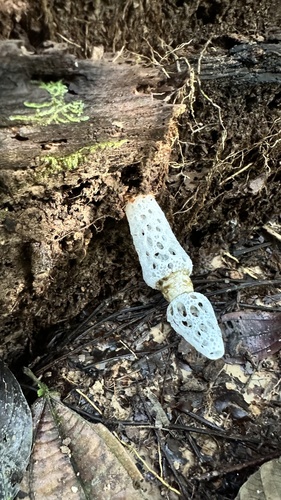 strangled stinkhorn