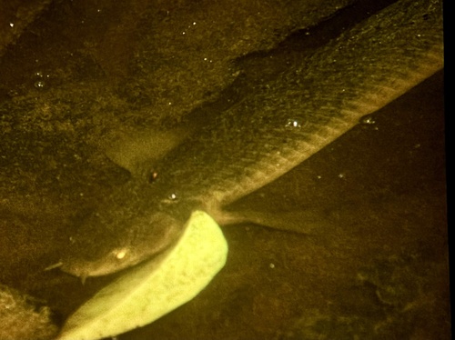 Marbled bichir (Polypterus palmas) — Polypteridae