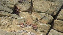 Cistanthe grandiflora