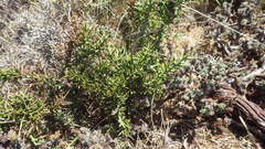 Colletia