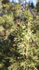 Colletia