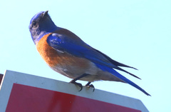 Sialia mexicana
