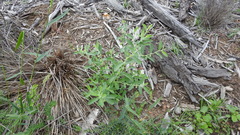 Phyllanthus fuernrohrii