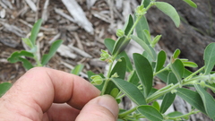 Phyllanthus fuernrohrii