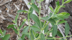 Phyllanthus fuernrohrii