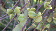 Diplolepis geminiflora