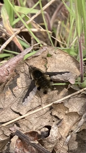 Unknown species found near Sequim, WA, US