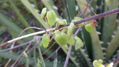 Diplolepis geminiflora