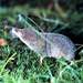 Even-toothed Shrew - Photo (c) Roar Solheim, some rights reserved (CC BY-NC-SA)