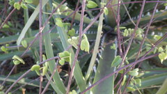 Diplolepis geminiflora