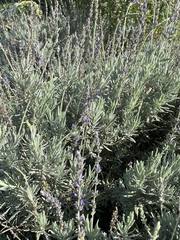 Lavandula dentata