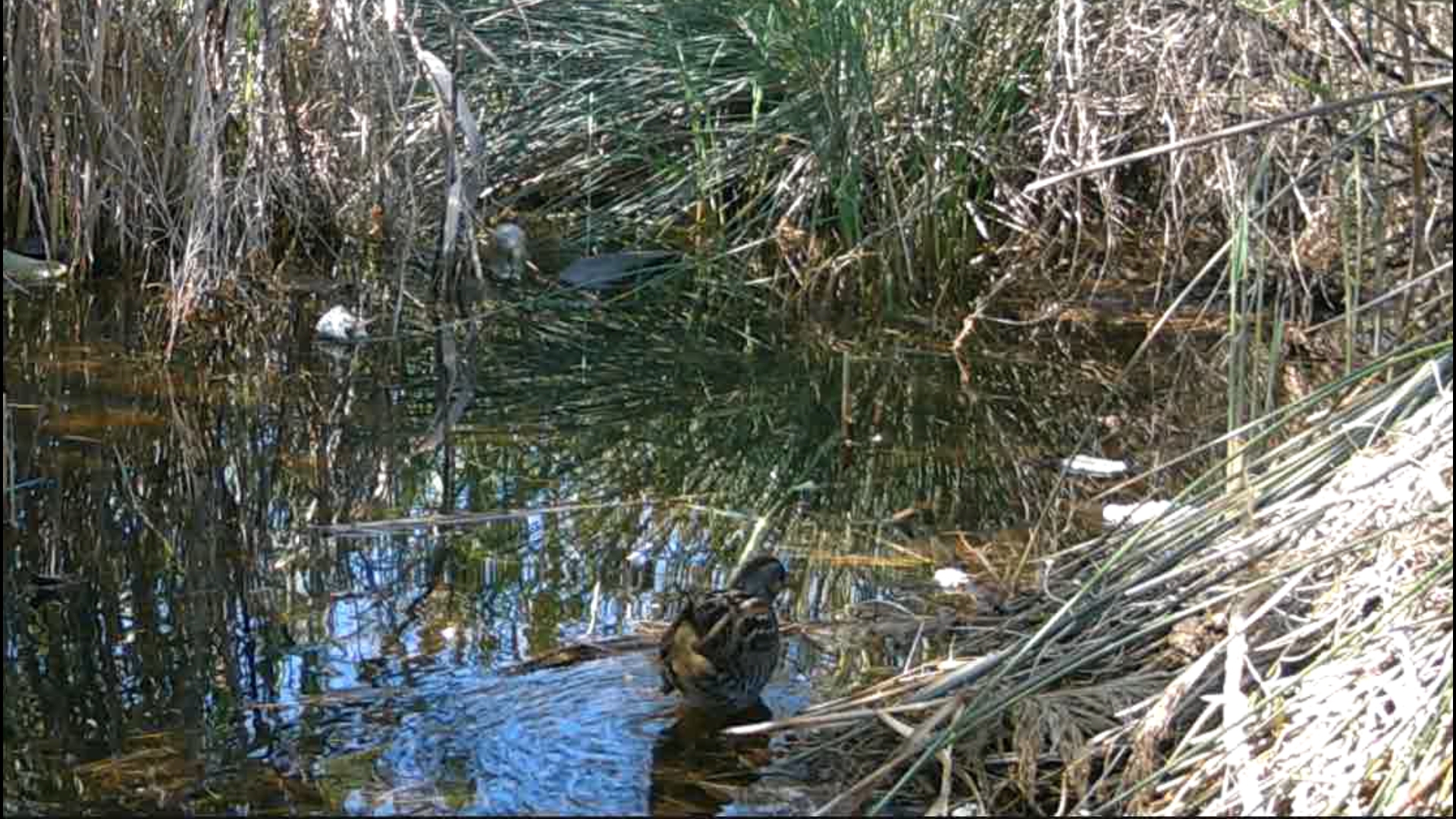 Spotted Crake (Porzana porzana), photo 10
