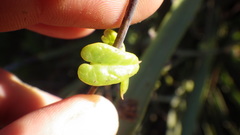 Diplolepis geminiflora