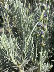 Lavandula dentata