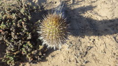 Trichocereus chiloensis litoralis