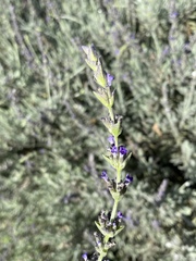 Lavandula dentata