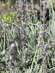 Lavandula dentata