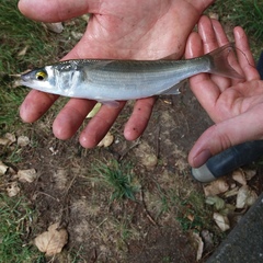 Yellow-Eye Mullet photo 5