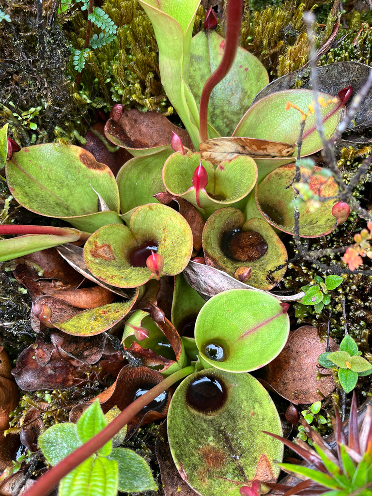 Heliamphora hispida Wistuba, Nerz & Fleischm.