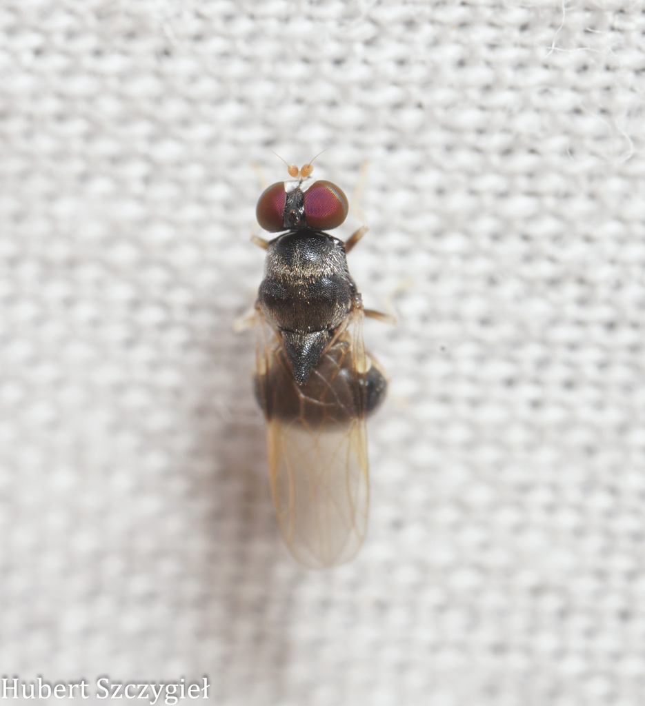 Brachyodina