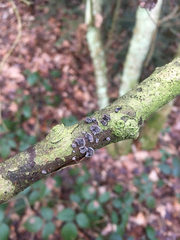 Resupinatus trichotis