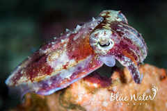 Sepia bandensis