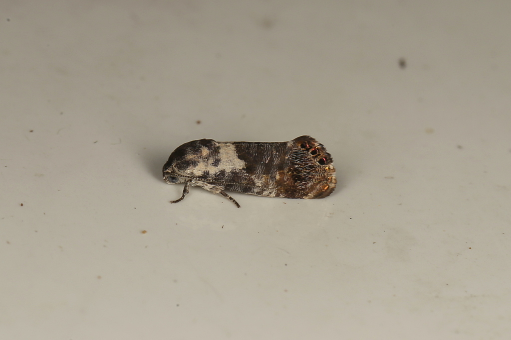 Eupselia metabola