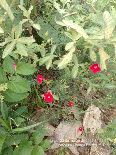Cypress Vine