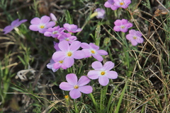 Phlox sibirica