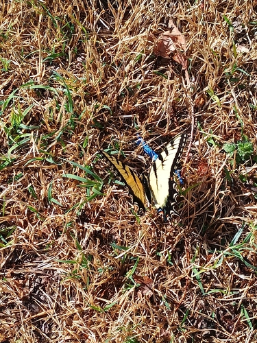 Eastern Tiger Swallowtail