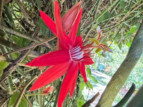 Passiflora 'Scarlet Flame' (Passiflora miniata)