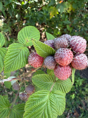 Framboise Des Neiges (Rubus niveus)