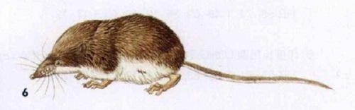 Laxmann's Shrew