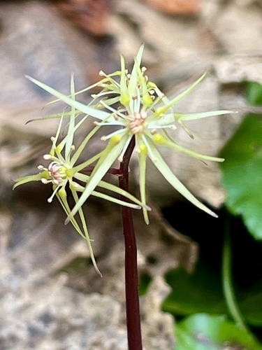 Idaho Goldthread (Coptis occidentalis)