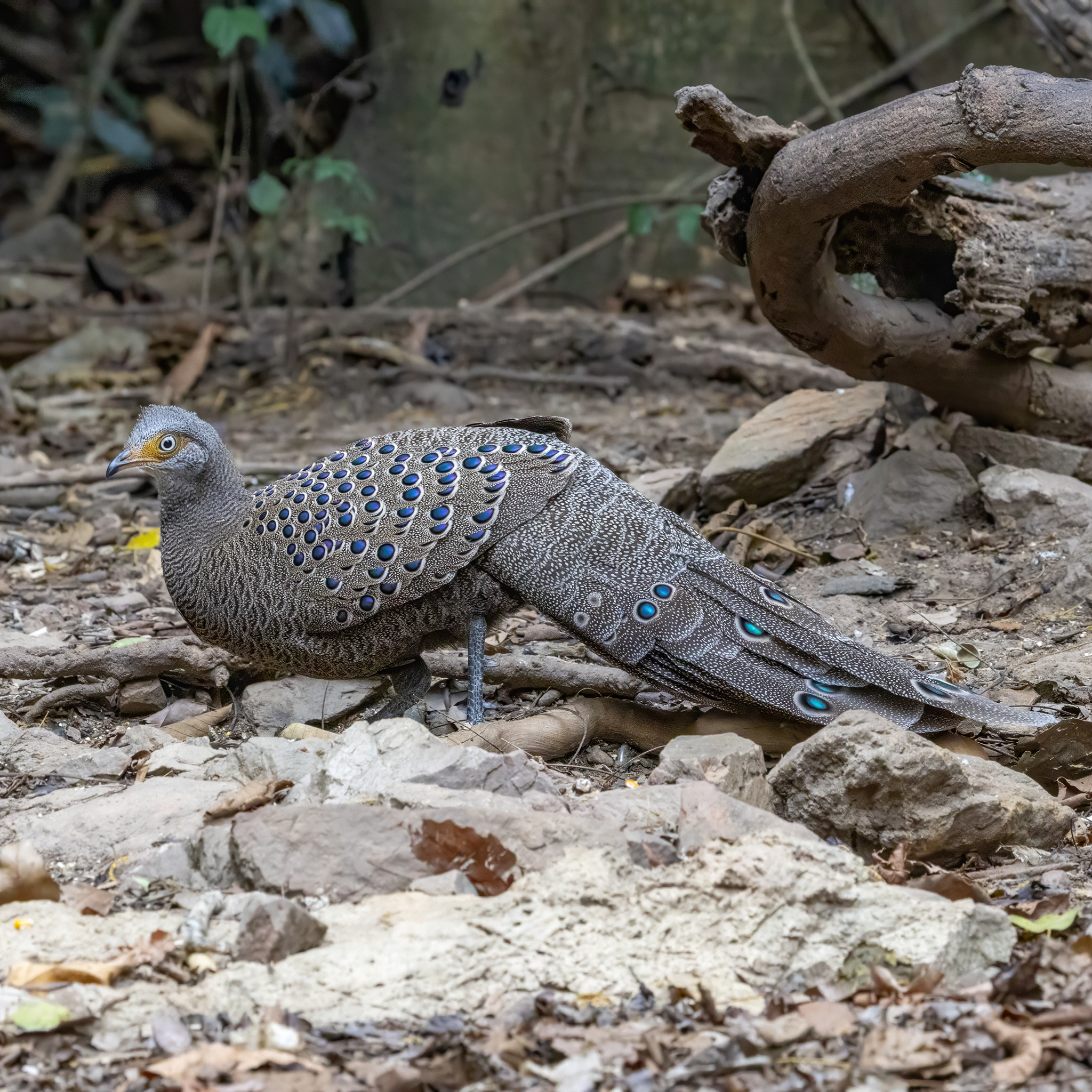 Grey Peacock-Pheasant (Polyplectron bicalcaratum), photo 2
