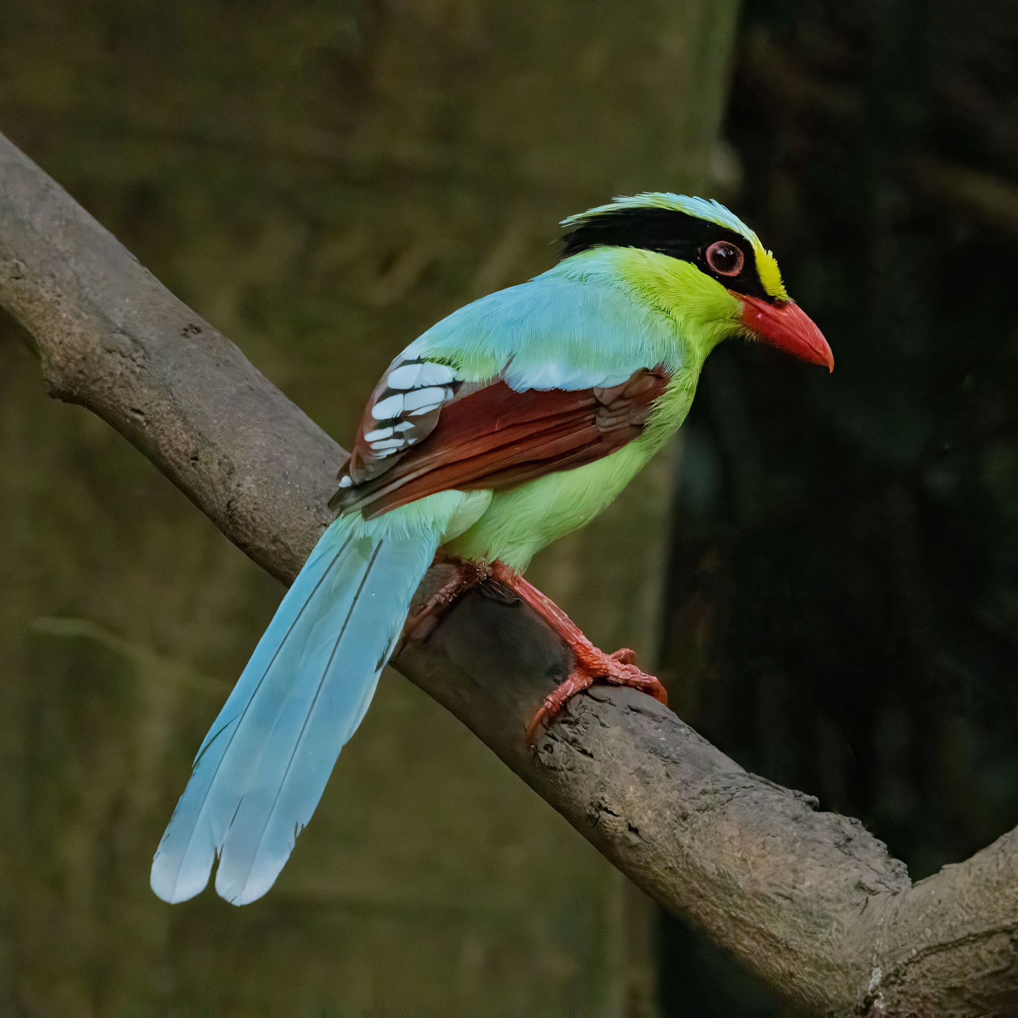 Common Green Magpie (Cissa chinensis), photo 7