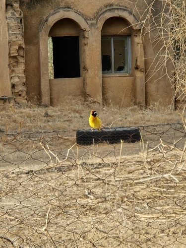 Vitelline Masked-Weaver