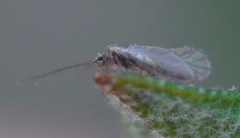 Elipsocus hyalinus