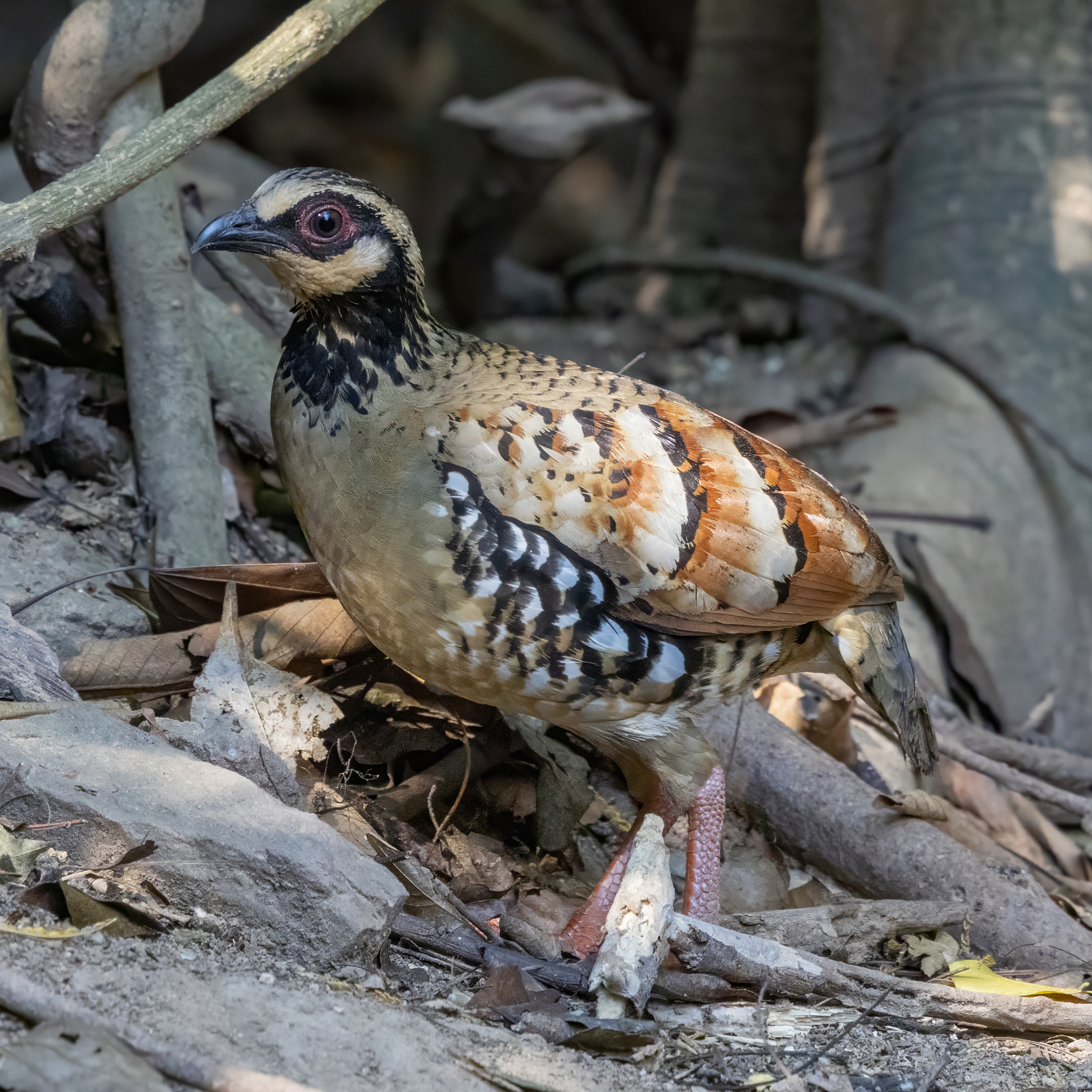 Bar-backed Partridge (Arborophila brunneopectus), photo 7