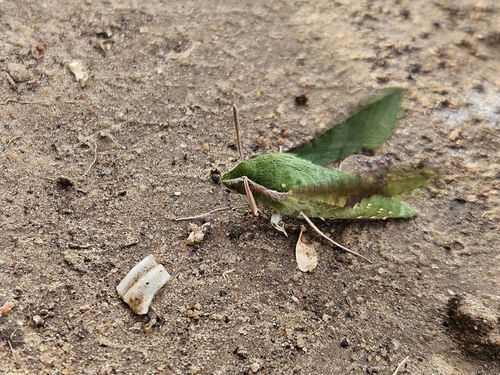 Small Verdant Hawkmoth