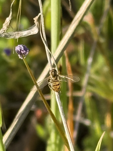 Unknown species found near Marine Corps Base Camp Pendleton, Fallbrook, CA, US