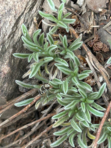 Unknown species found near Boulder County, US-CO, US