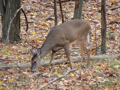 Odocoileus virginianus