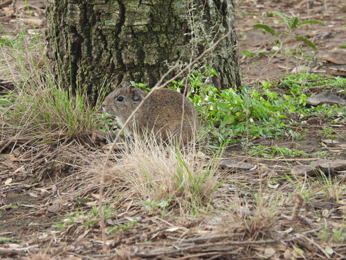 Lowland Yellow-toothed Cavy