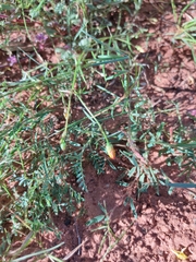Calandrinia strophiolata