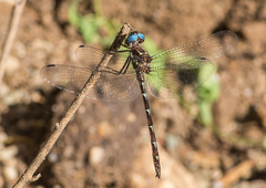 Macrothemis celeno