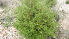 Cyanothamnus occidentalis