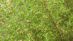 Cyanothamnus occidentalis