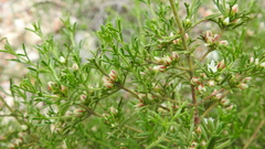 Cyanothamnus occidentalis