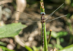 Macrothemis celeno